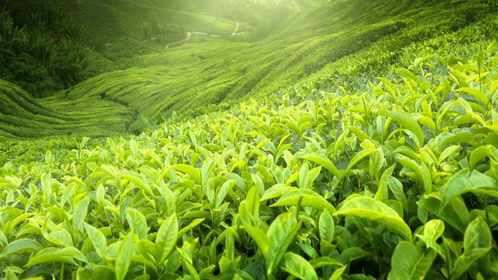 Древняя китайская церемония чаепития