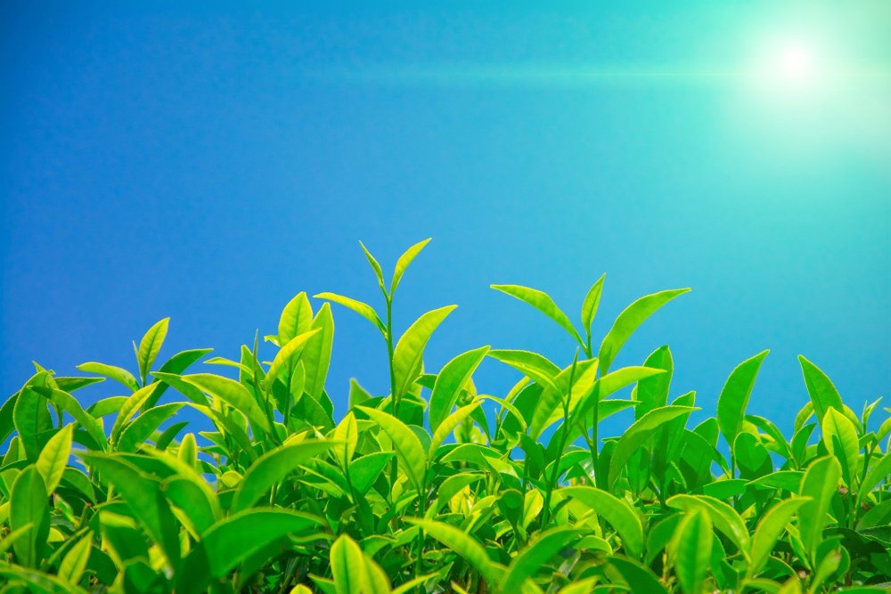 Чай на фоне природы