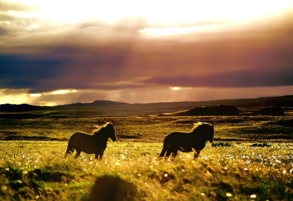 Степи Северной Америки прерии