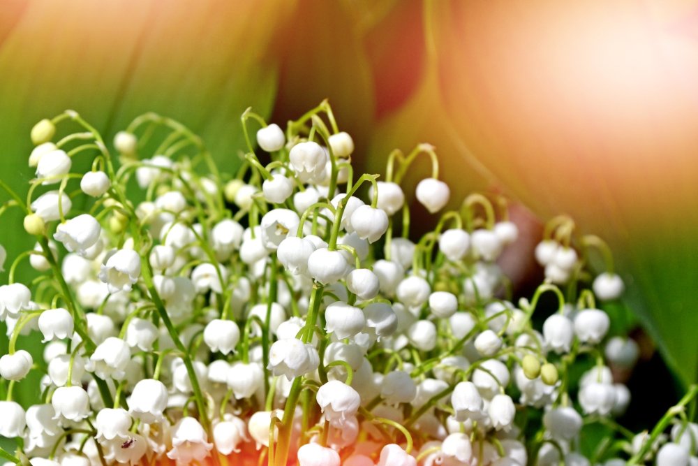 Заставка на рабочий стол Ландыши