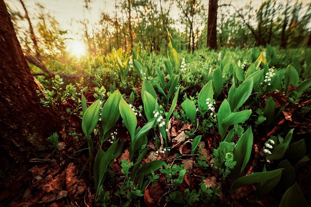 Ландыш Майский Поляна