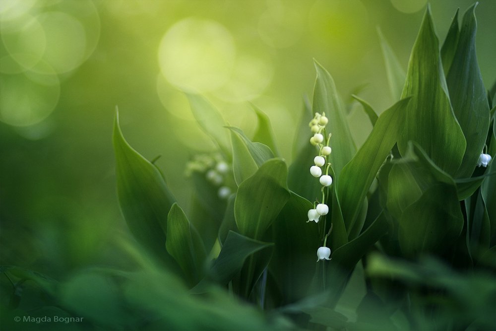 Нежные Ландыши