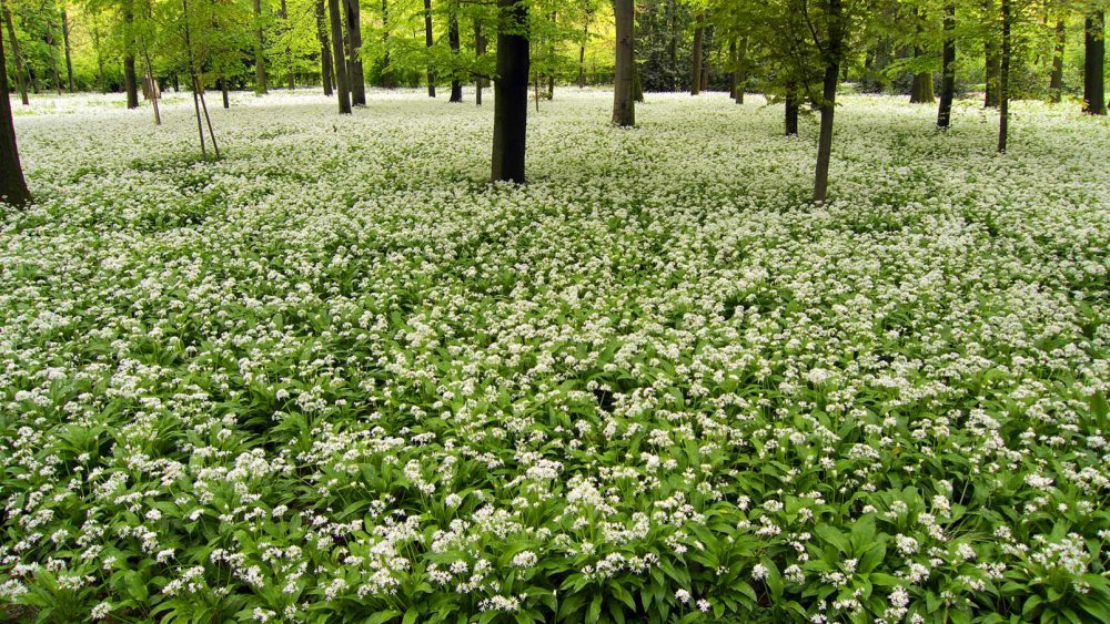 Поляна ландышей в лесу