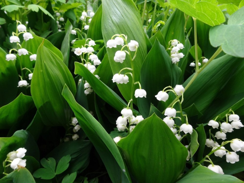 Ландыши фон