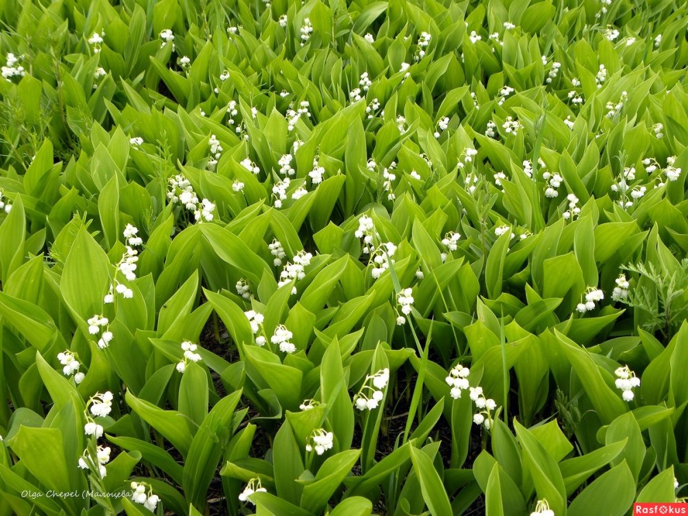 Весенние цветы крупным планом колокольчик