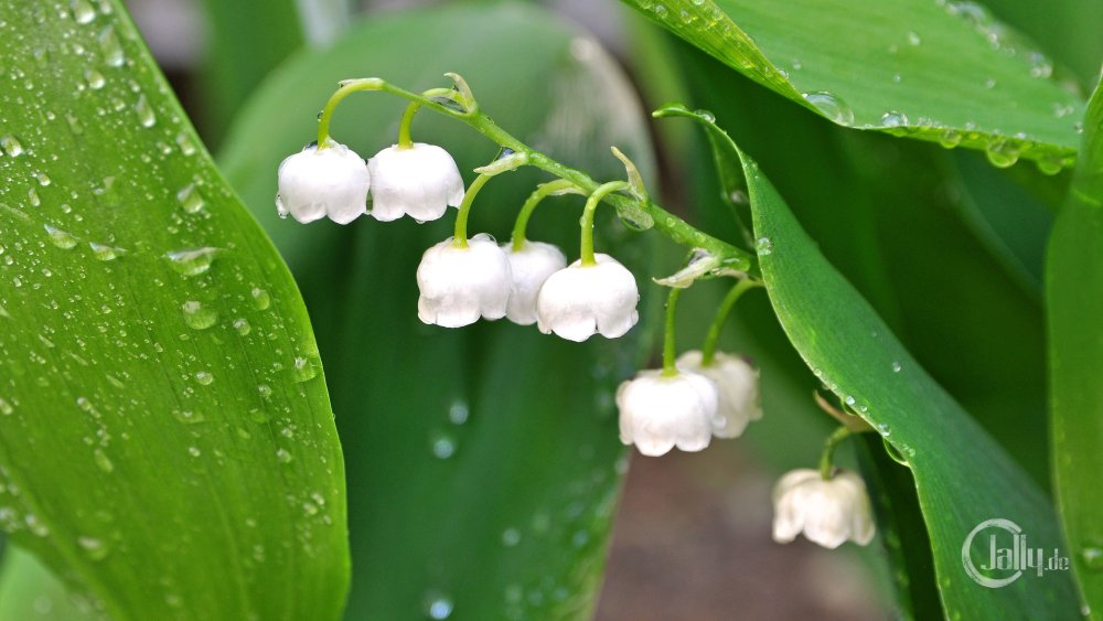 Ландыш Майский