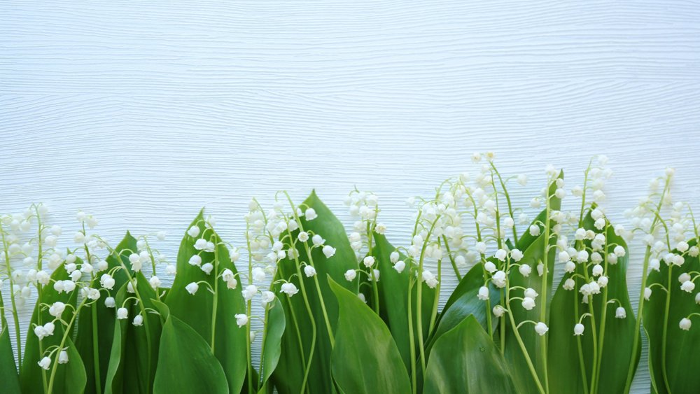 Весенние цветы Ландыши