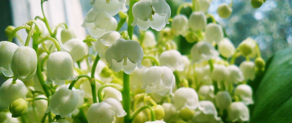 Ландыши в природе