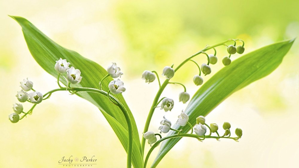 Поляна ландышей