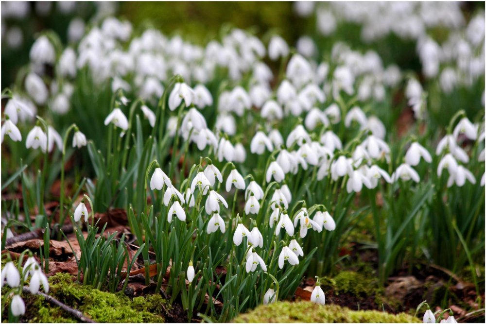 Весна Ландыши