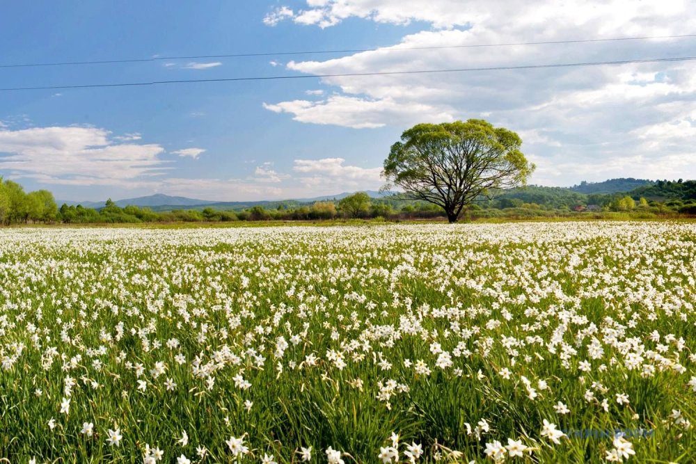 Поле ландышей в лесу