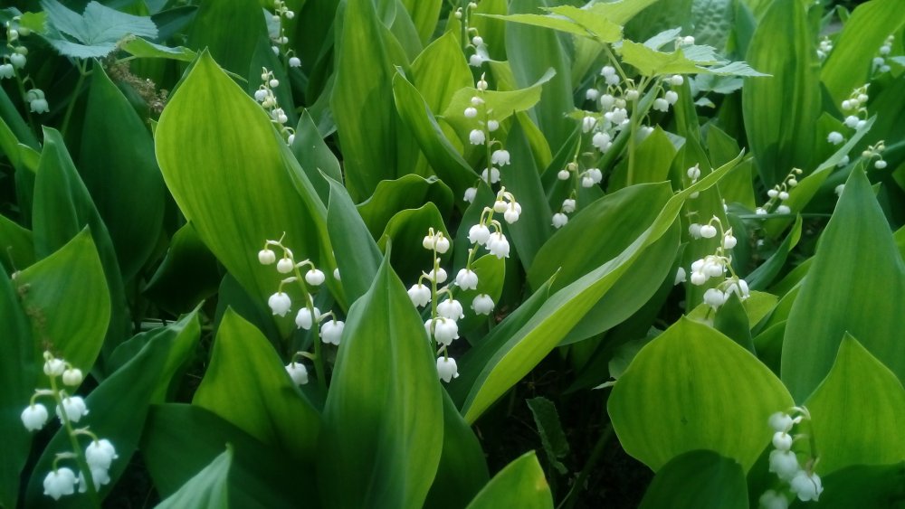 Поляна ландышей