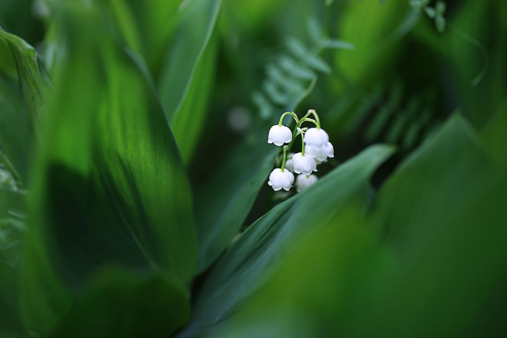 Весенние цветы на фоне неба