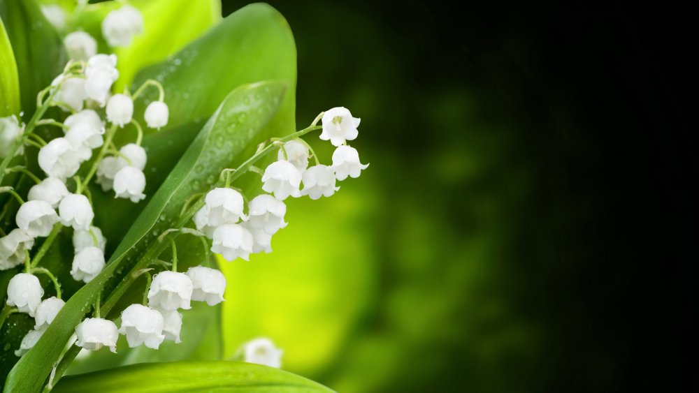 Весенние цветы Ландыши
