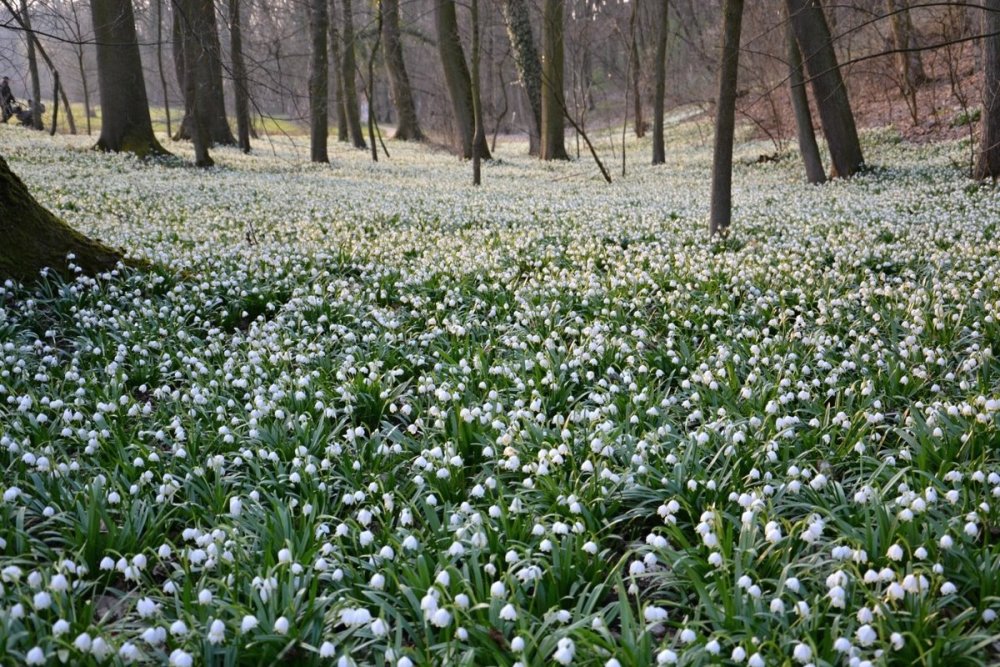Лесной Ландыш пролеска
