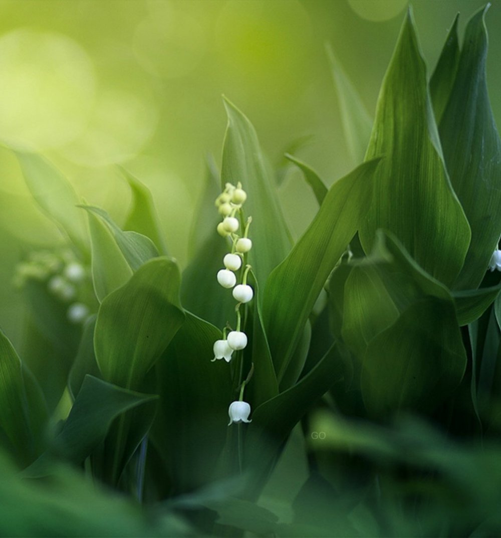 Трава мультяшные