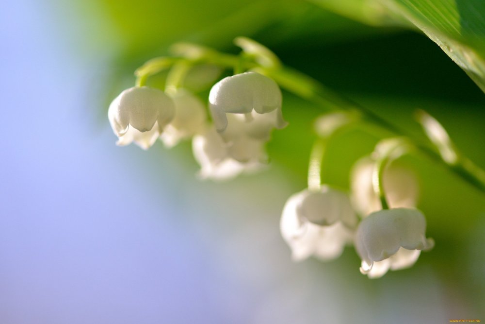 Весенние цветы Ландыши