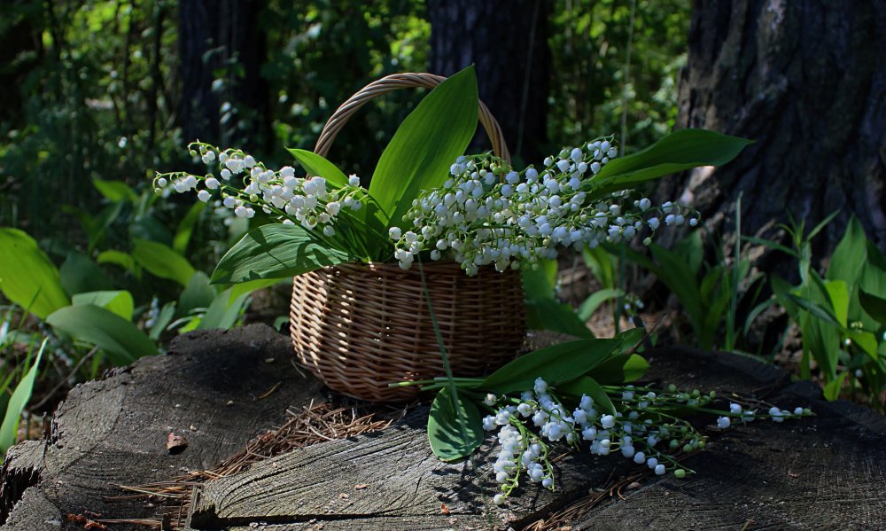 Поляна ландышей