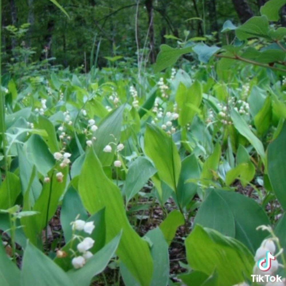 Ландыш Майский Поляна
