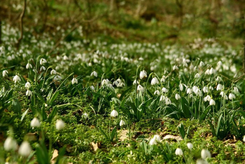 Ландыш серебристый