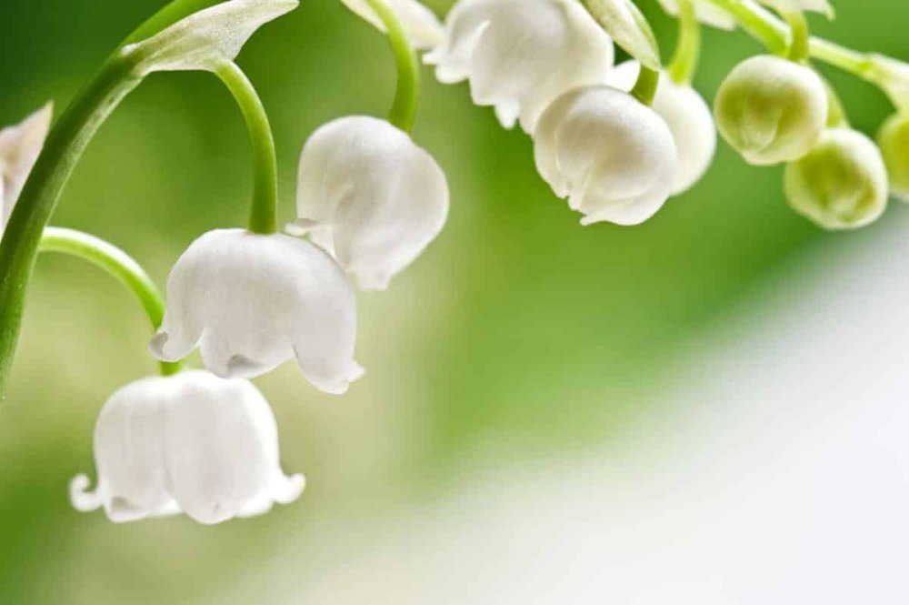 Поле подснежников