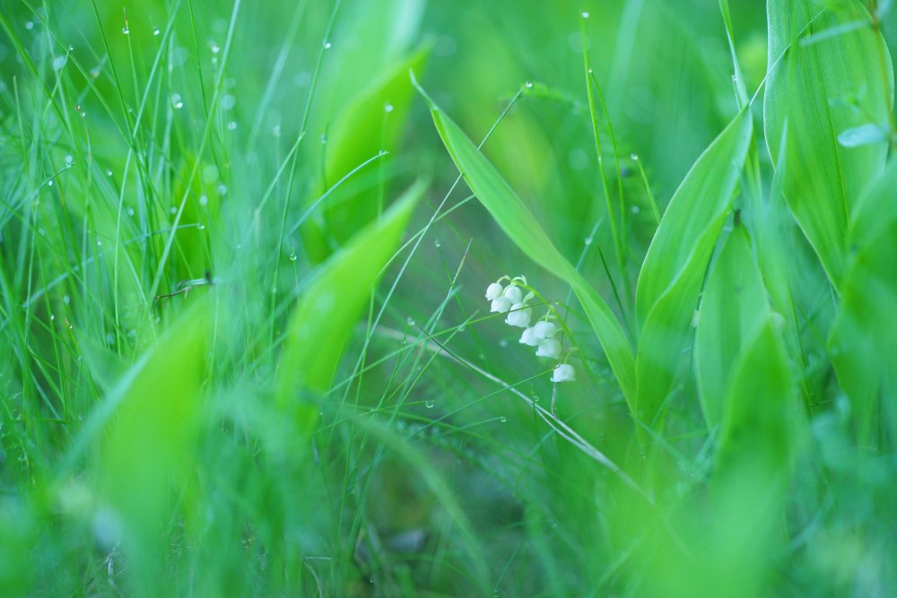 Королевский Ландыш купена