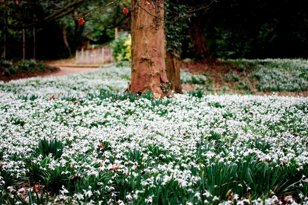 Лесной Ландыш пролеска