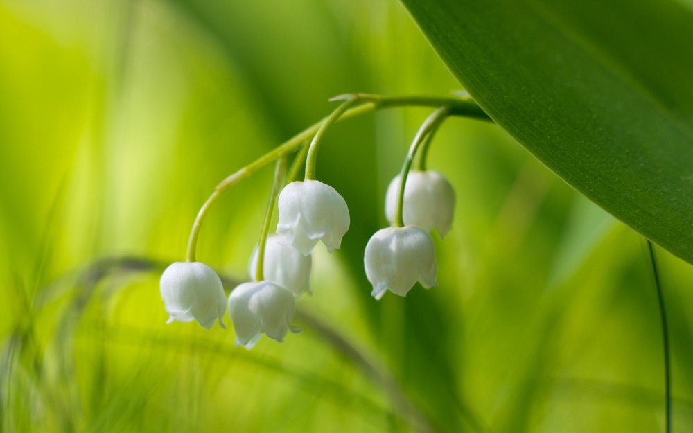 Поляна с ландышами вид сверху