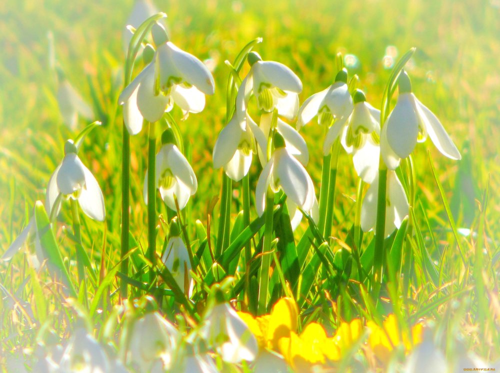 Весна подснежники солнце