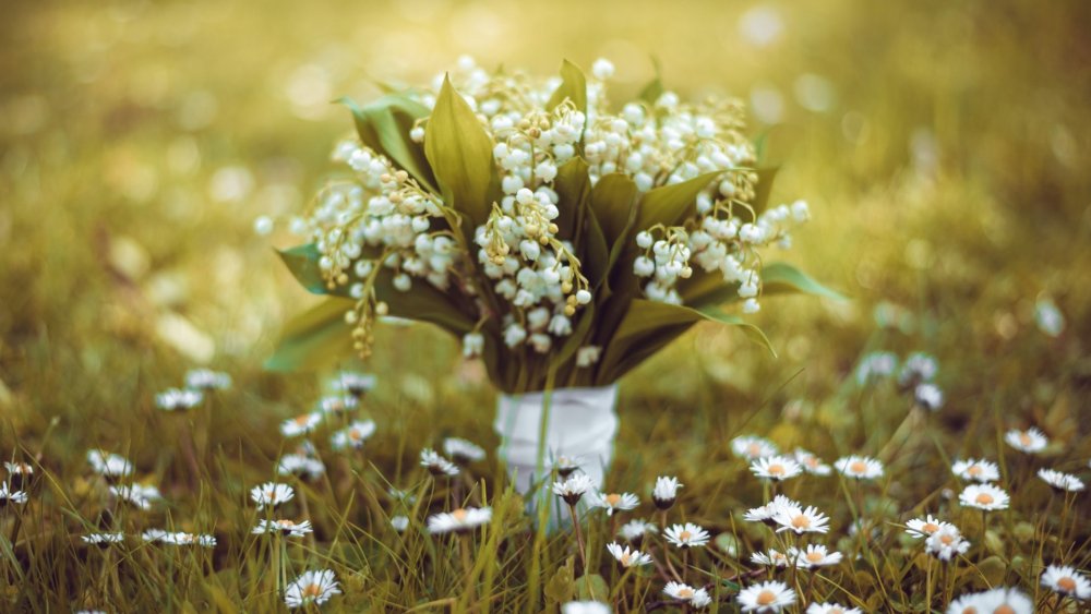 Картинки на рабочий стол Ландыши