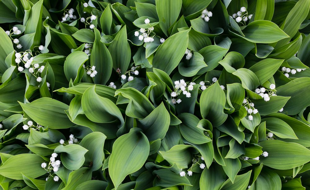 Обои на рабочий стол Ландыши