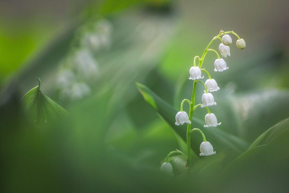 Ландыш Майский jpg