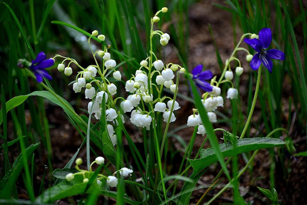 Пейзаж с колокольчиками