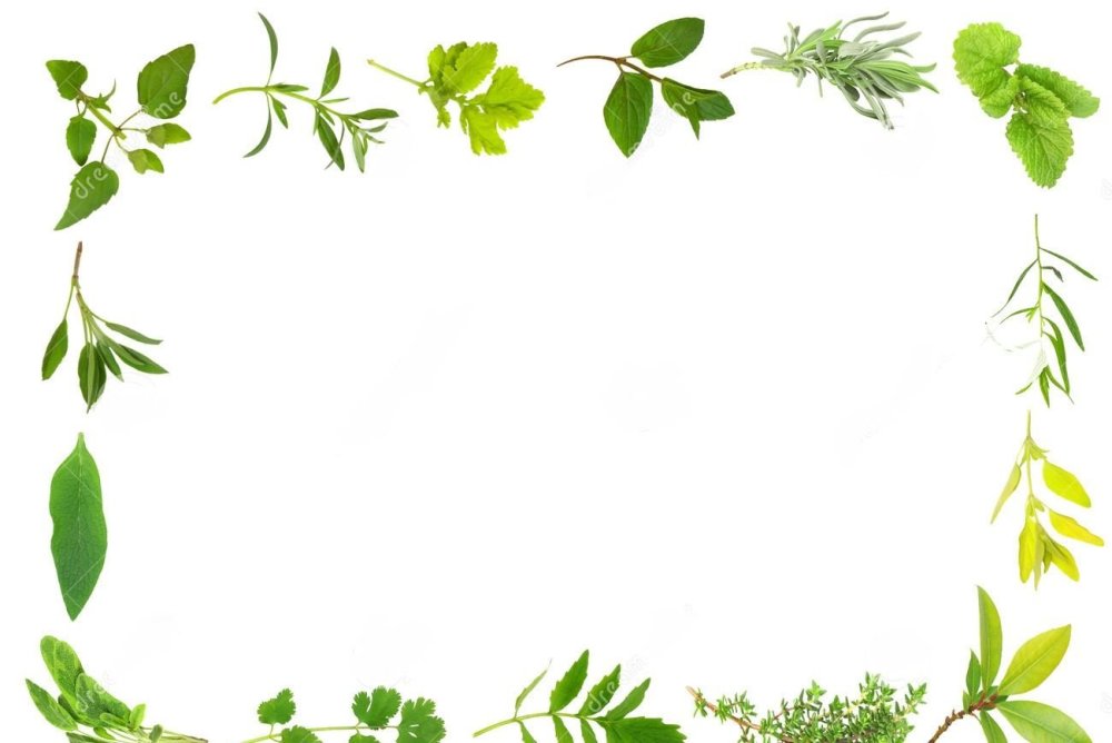 Рамка растительная для текста