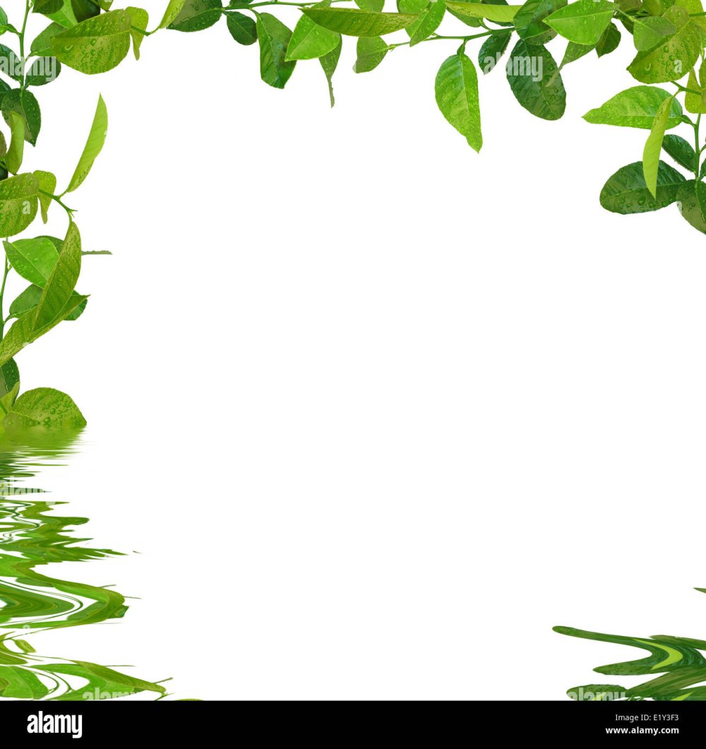 Чайные листочки рамка