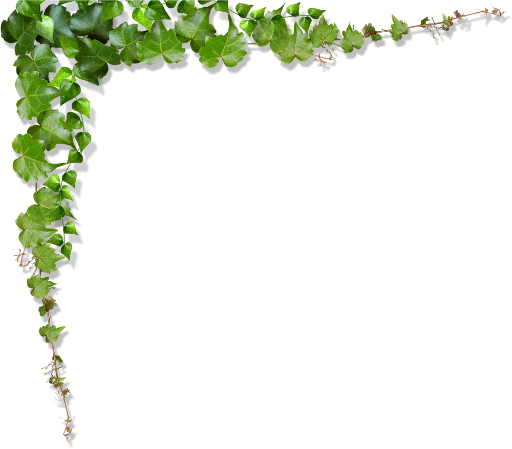 Зеленые лианы на прозрачном фоне