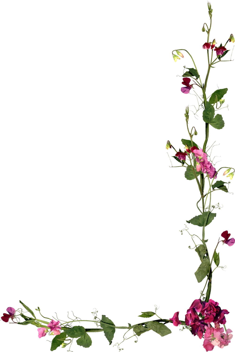 Цветы уголок