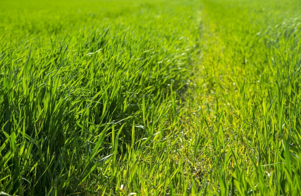 Косить газон