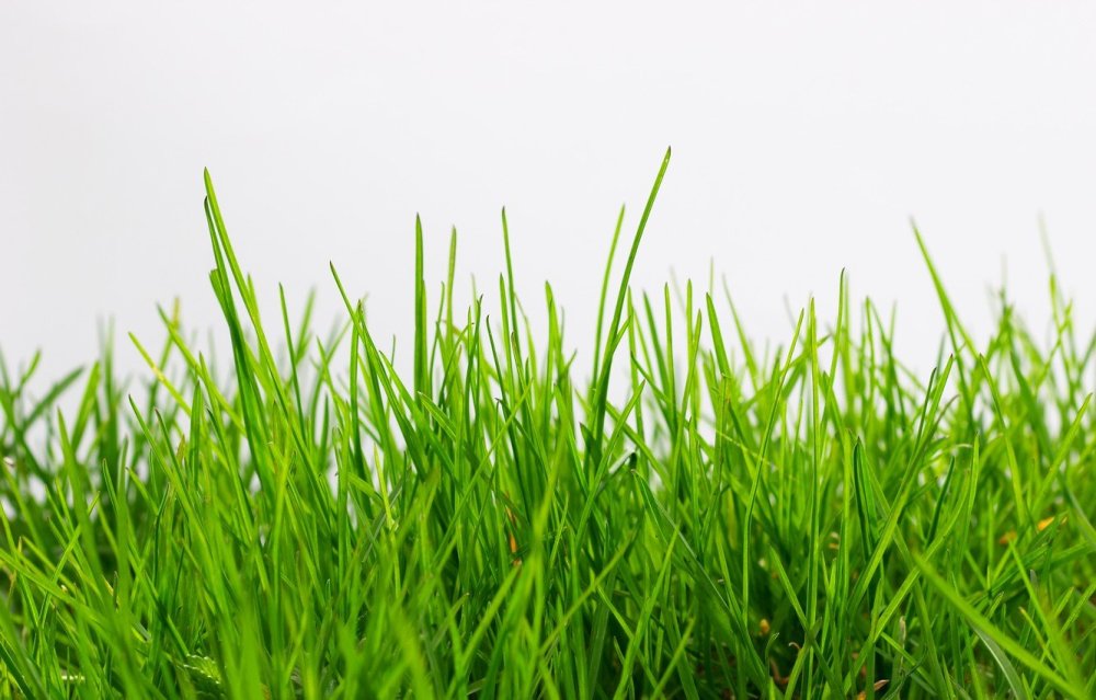 Мятлик Луговой Skye