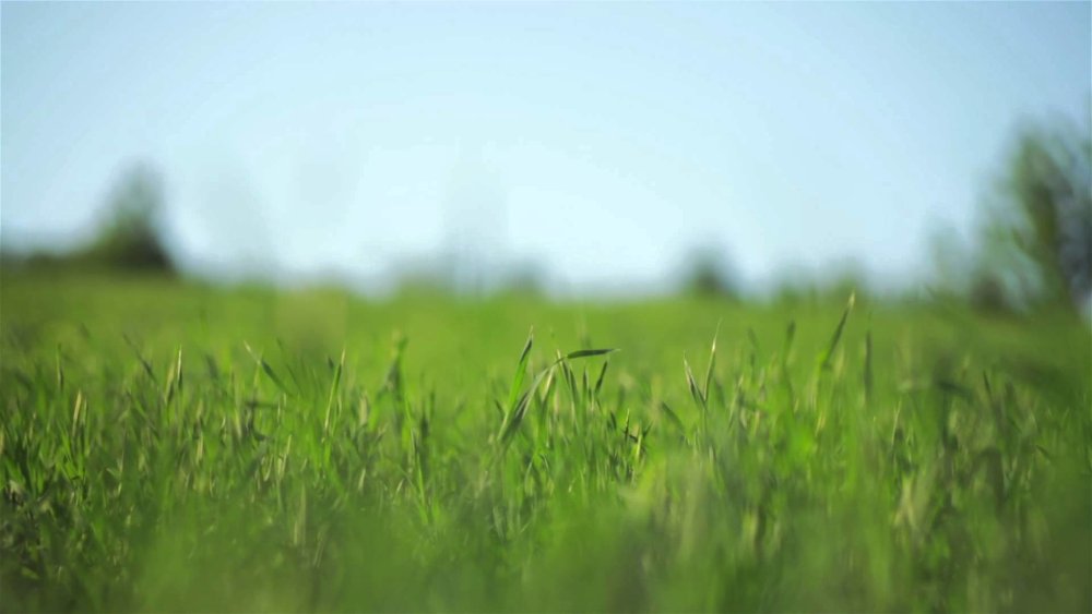 Зеленое поле