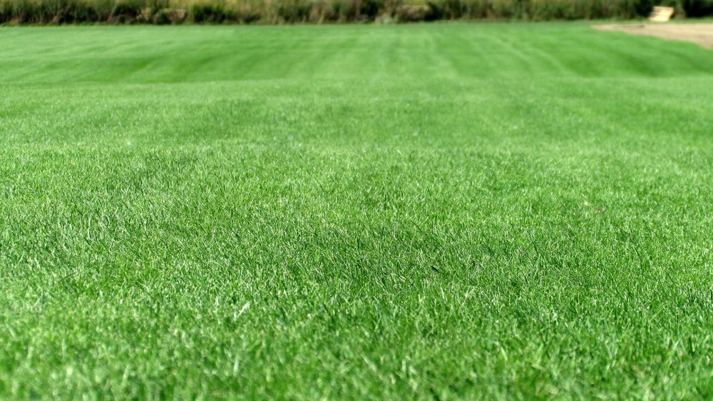 Газонокосилка косит траву