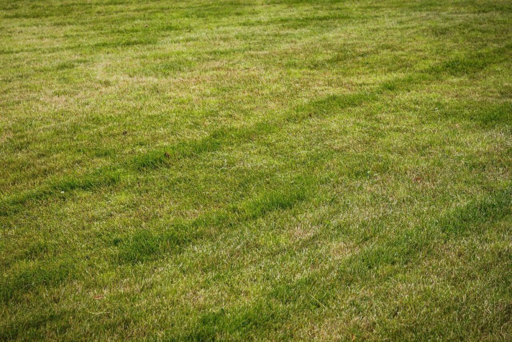 Трава на переднем плане