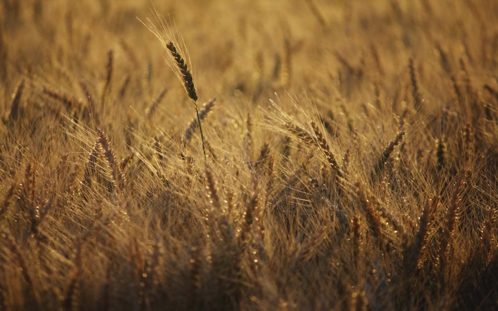 Реклама хлеба и хлебобулочных изделий