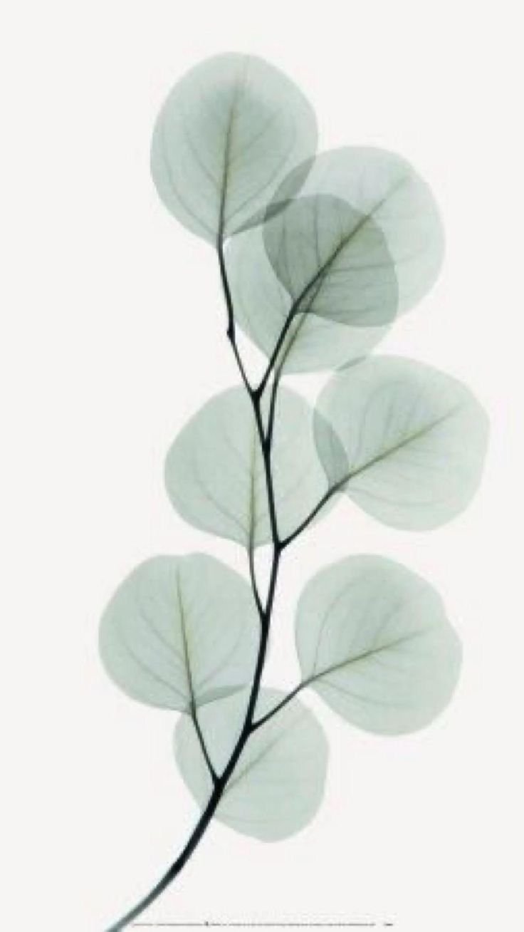 Листья эвкалипта вектор