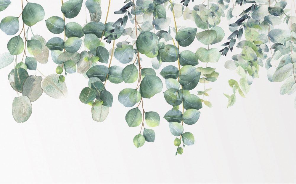 Эвкалипт круглолистный