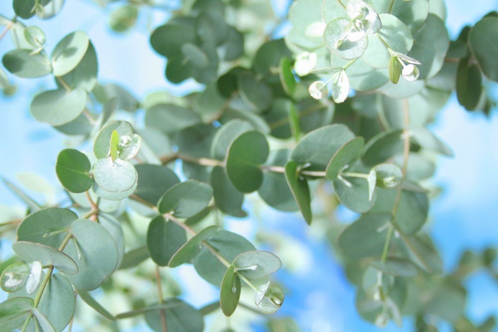 Эвкалипт паттерн