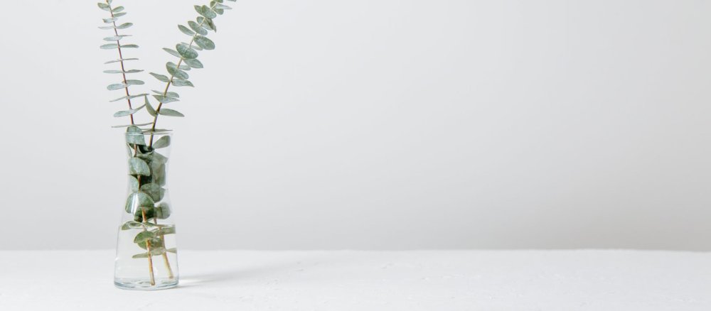 Ветка эвкалипта