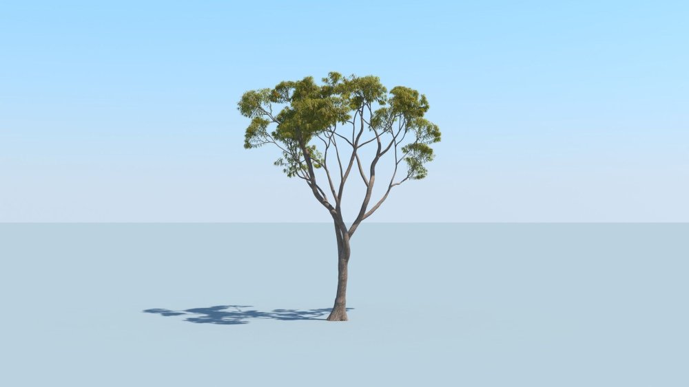 Ветка акварель