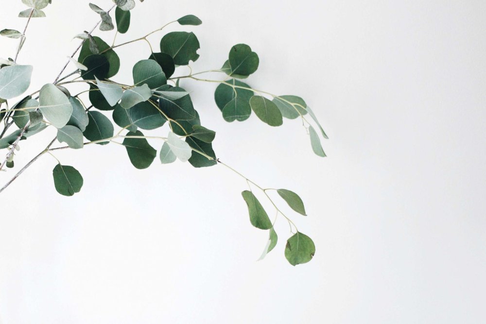 Фотофон белый эвкалипт