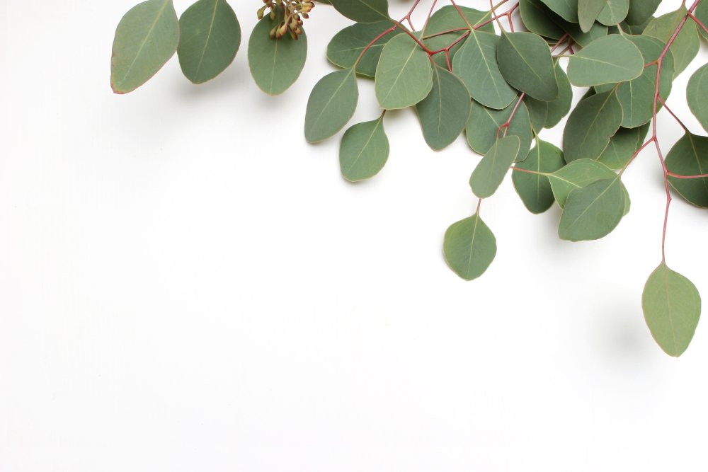 Эвкалипт d12